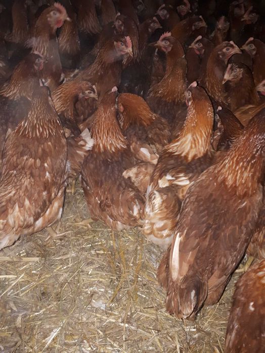 Kury nioski młode Rosa Messa Dominant Leghorn Dowóz Gratis Zapraszam