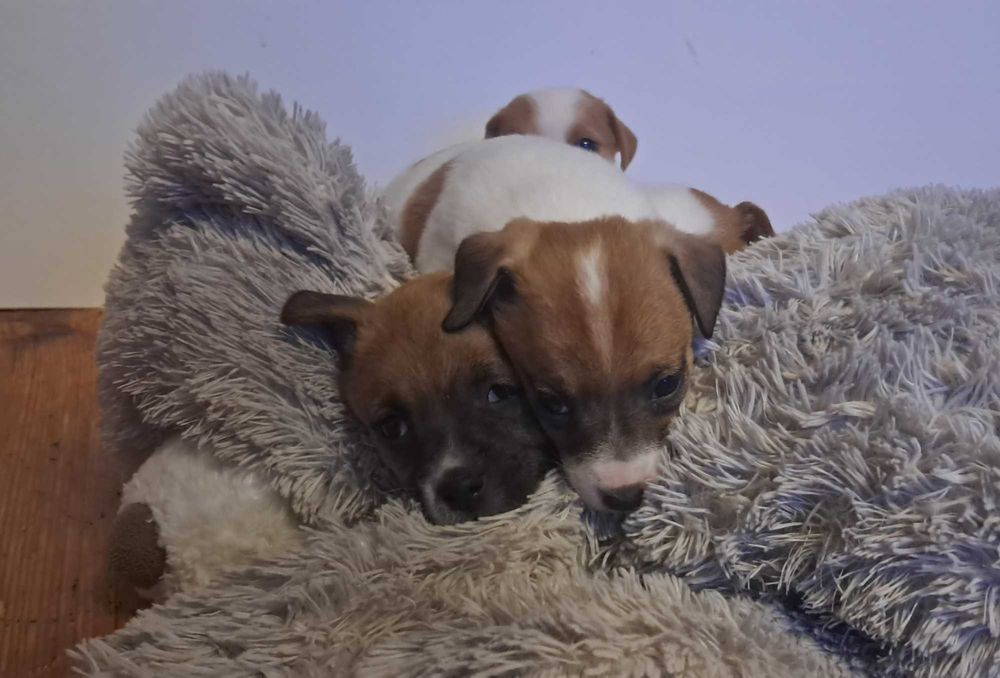 Jack Russell Terrier