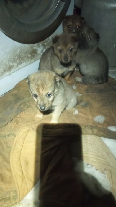 Віддам в добрі руки гарненьких цуценяток