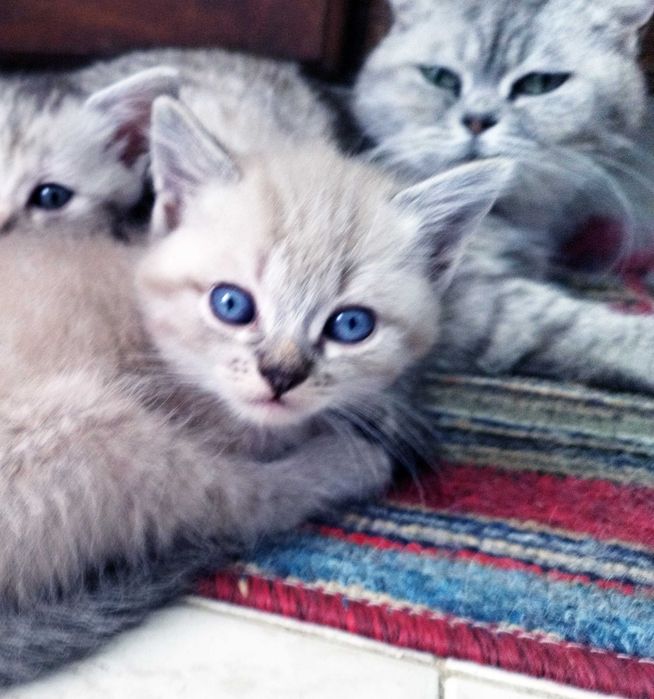 Gatinho maravilhoso para companhia