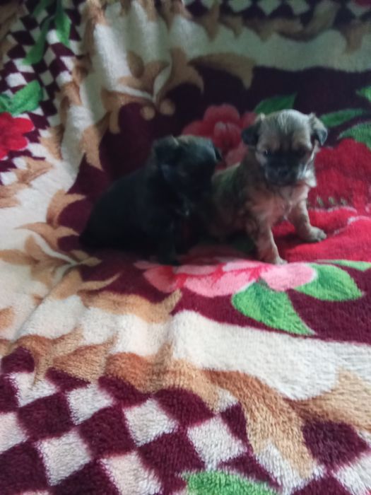 .Продається собачки