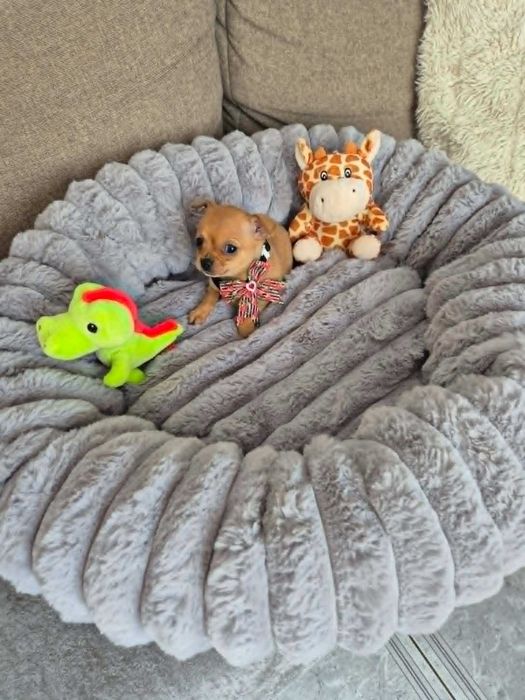 Chihuahua śliczna suczka z metryką