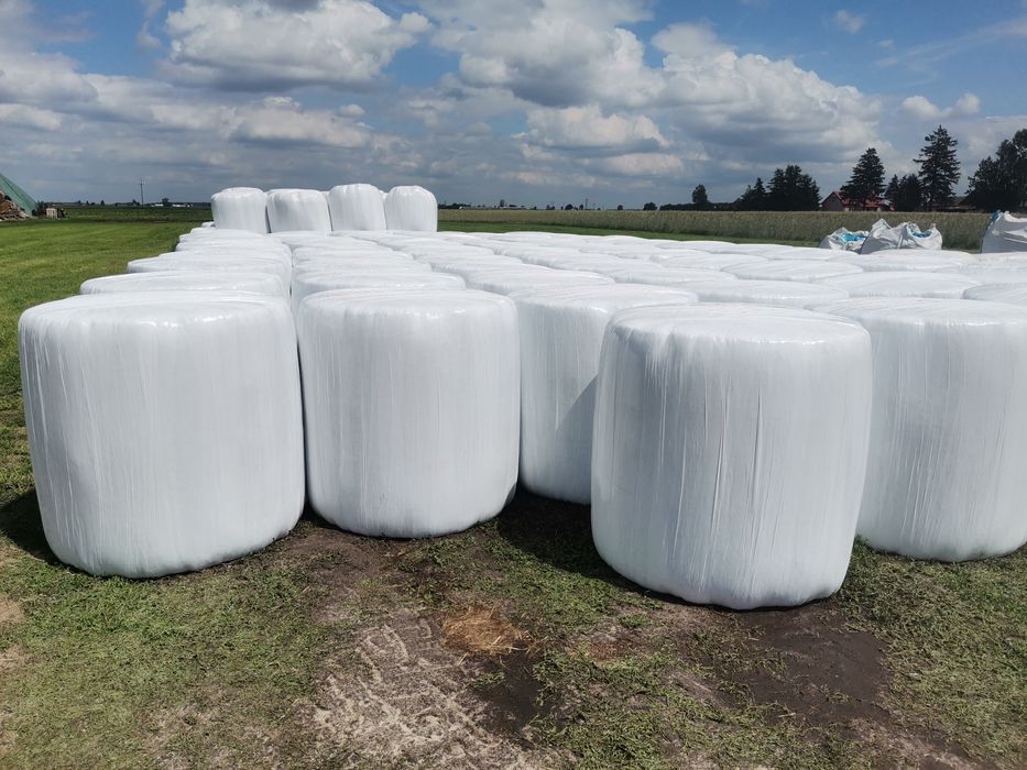Sianokiszonka dla krów mlecznych 125x120 pasówka Trasport