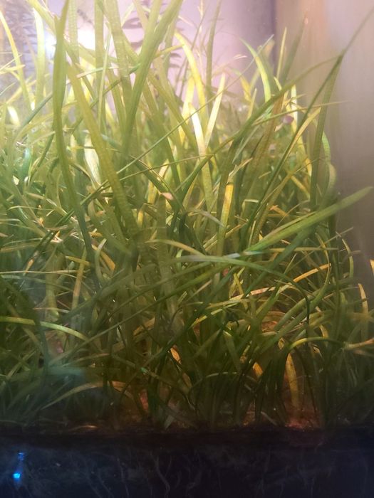 Sagittaria subulata - Strzałka skrzydlasta