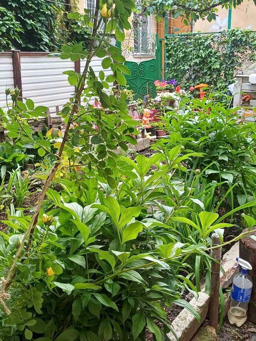 Продам 4-кімнатну квартиру історичний центр вул. Старопортофранківська