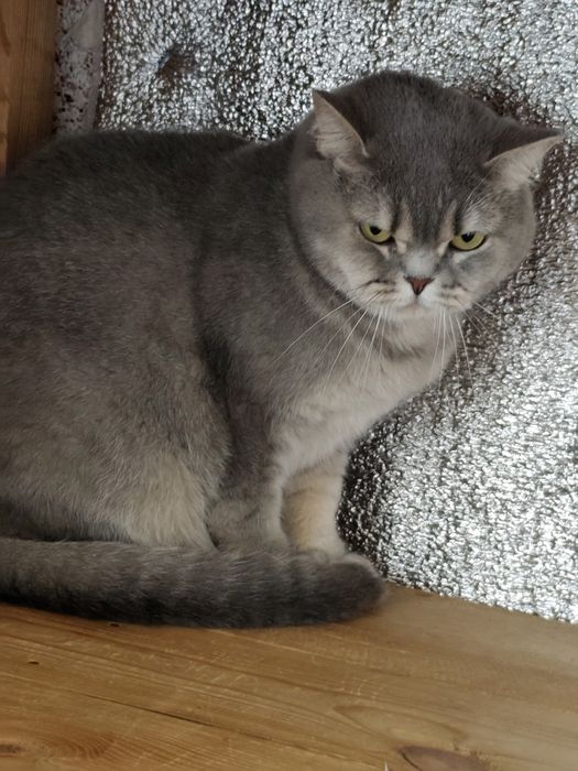 Британська  красуня ,,ау ,