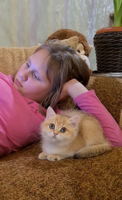 Супер девочка золотая ny11  шиншилла