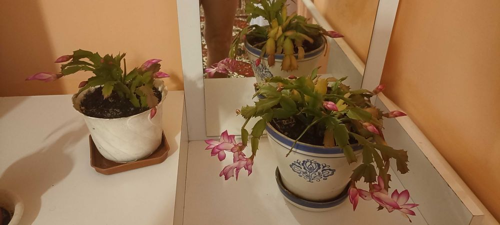 Продам вазон Рождественик