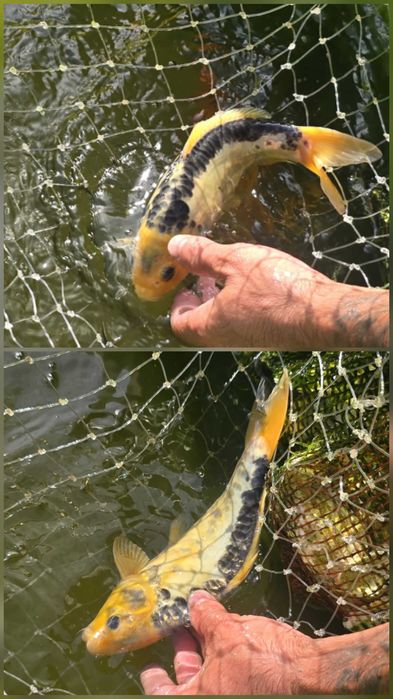 Vendo Carpas koi