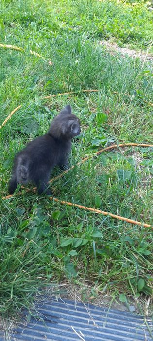Віддам в добрі руки