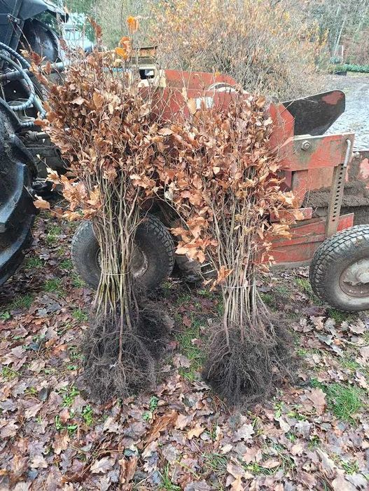 Buk pospolity na żywopłot 90 cm 120 cm.