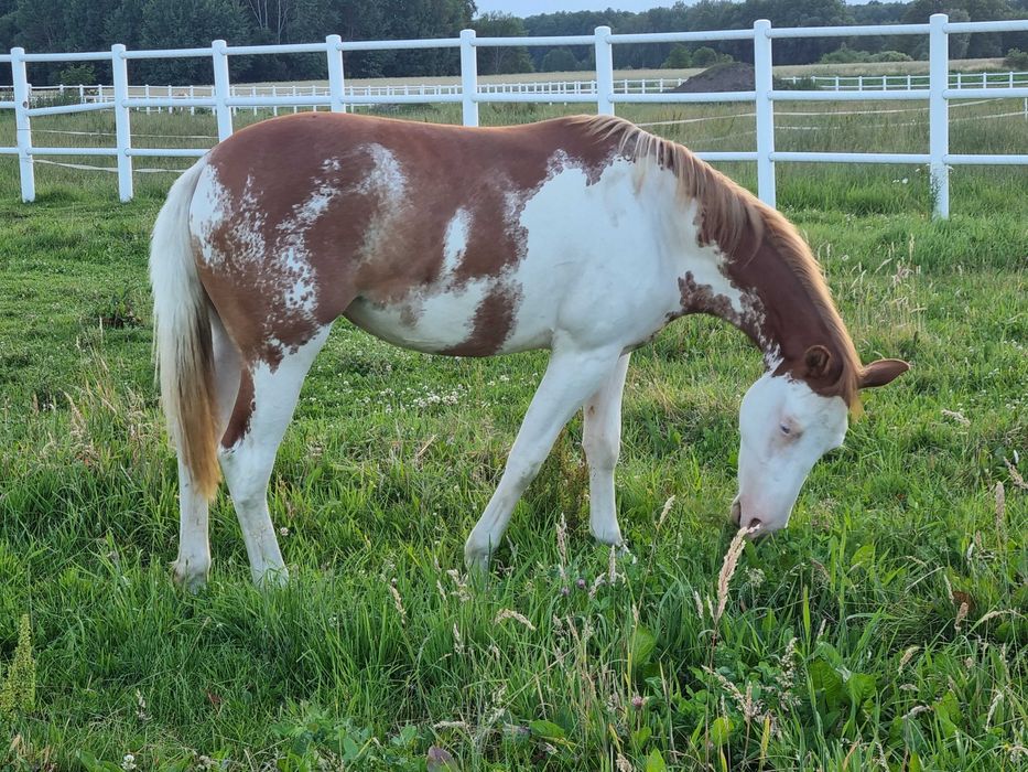 Sprzedam konie AQH, APH (redukcja stada)