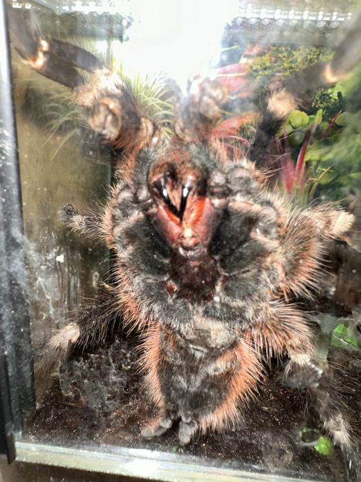 Ptasznik nhandu chromatus samiec z terrarium