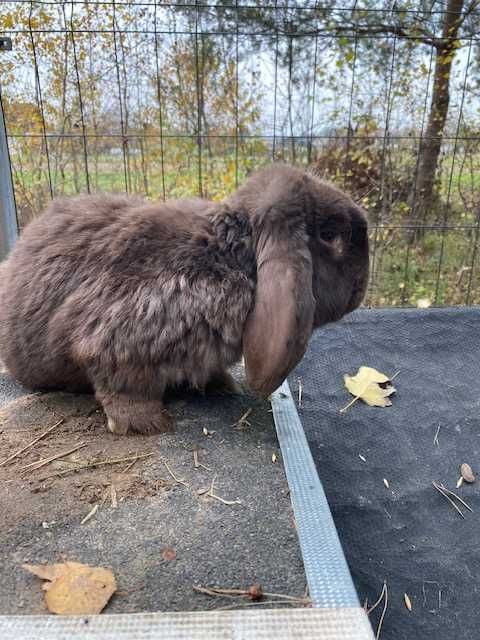 Królik samce Srokacz i Baran
