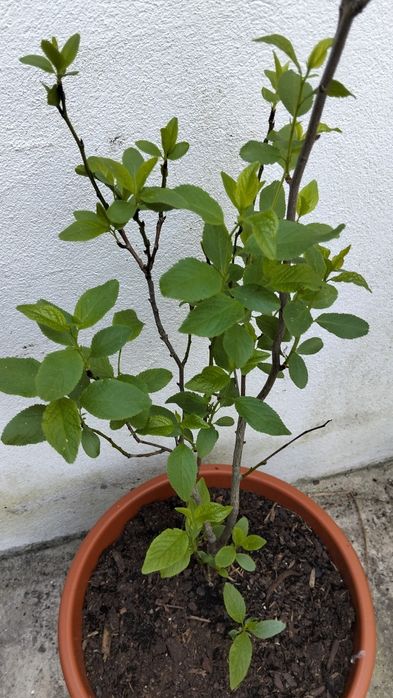 Ameixoeira em vaso