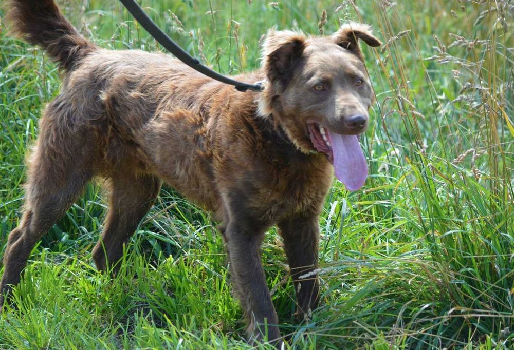 Piękny Lord rozgląda się za aktywnym domem!