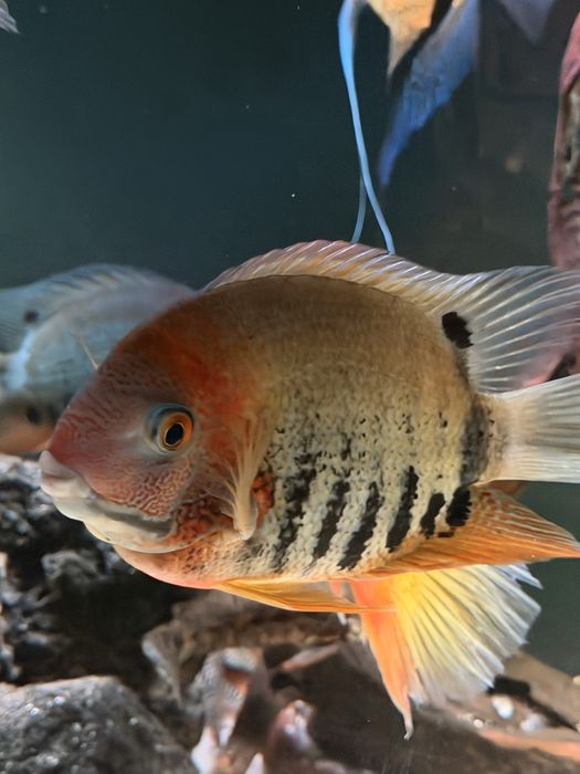 Pielęgnica Severum  red 12 szt