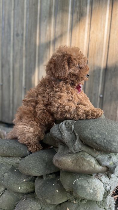 Мальтіпу дітки червоні та карамель