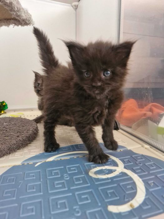 DEMON ns Kocurek Maine Coon FPL