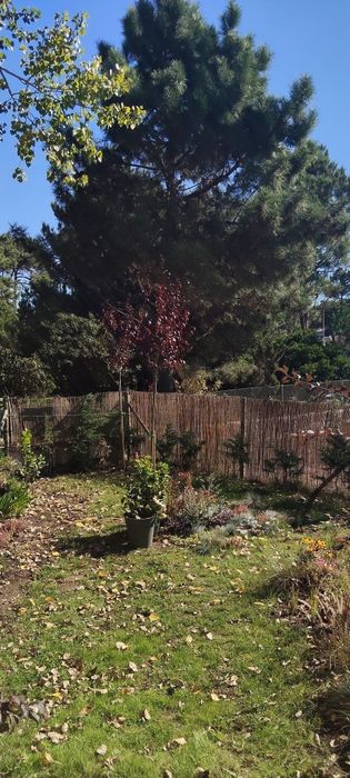 Vendo Prunus cerisifera grande
