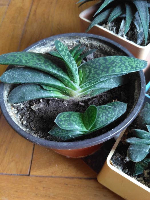 Суккуленты-гастерия, ехеверия, хавортия