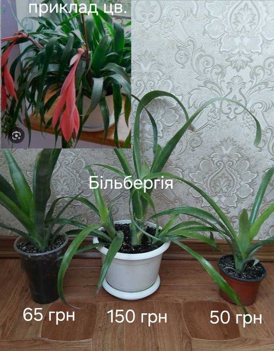 Фуксия,калатея,традисканция,бельбергия,сингониум