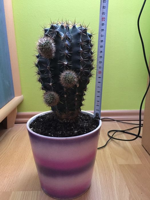 Kaktus Echinopsis