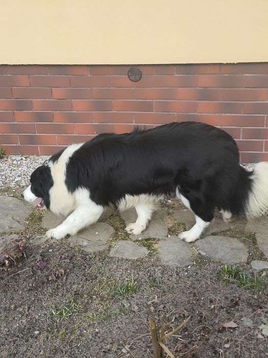 Border collie ZKWP FCI piesek czarno biały