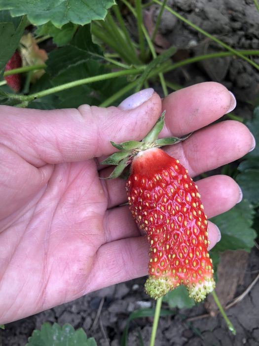 Земклуніка Купчиха (полуниця)