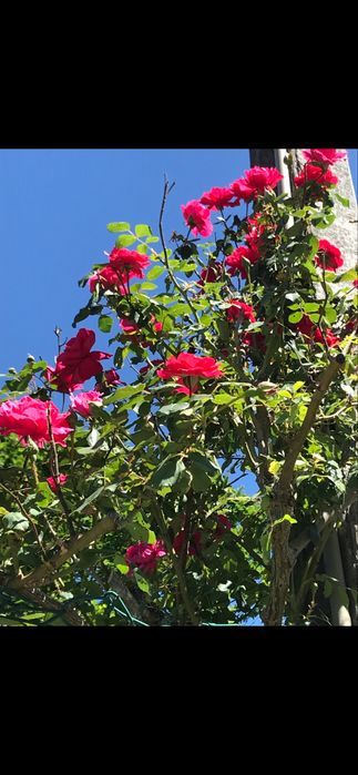 Plantas/ Arbustos/trepadeiras com flor..
