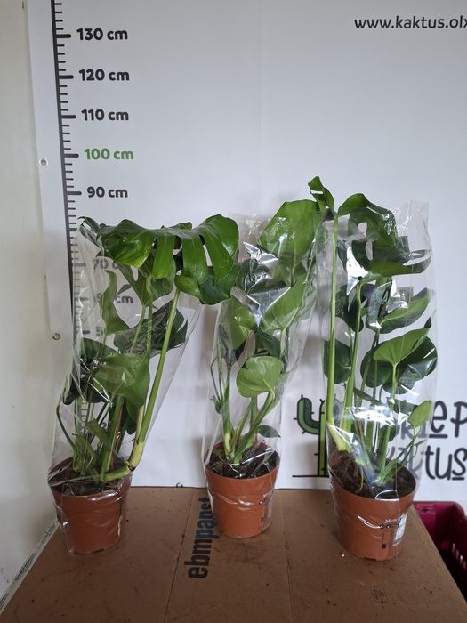 Monstera deliciosa DUŻA, WYSYŁKA