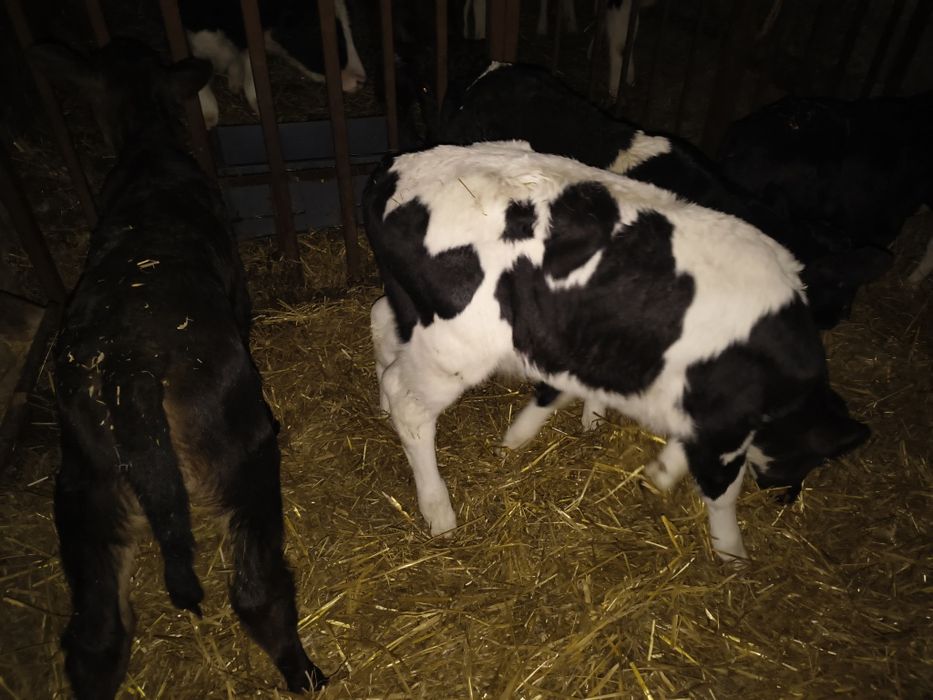 Byczki i jałówki Sprzedam