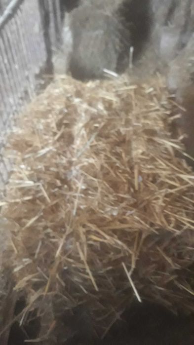 Witam sprzedam słome kostka