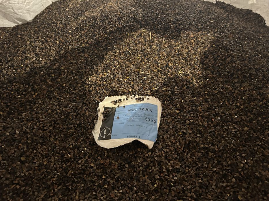 Gryka Mhr Smuga Rok po centrali