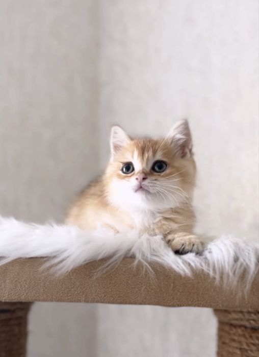 Шотландський котик золота шиншила