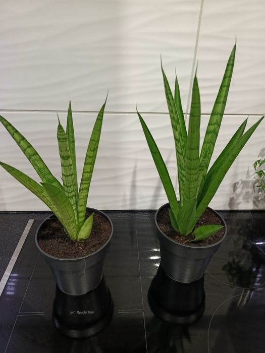 Sanseviera Tought Lady ananas