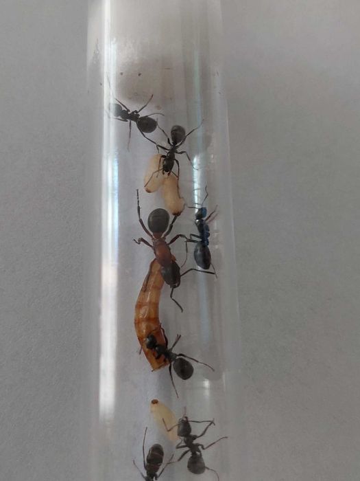 BESTSELLER! Królowa Formica Sanguinea + potomstwo