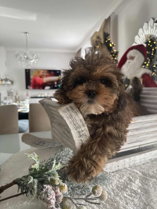 Piekna sunia Cavapoo F1