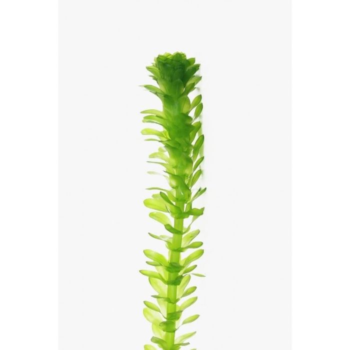 Planta de Aquário - Eleodea
