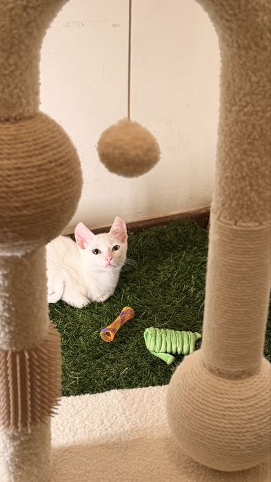 Gatinhos para Adoção muito responsável