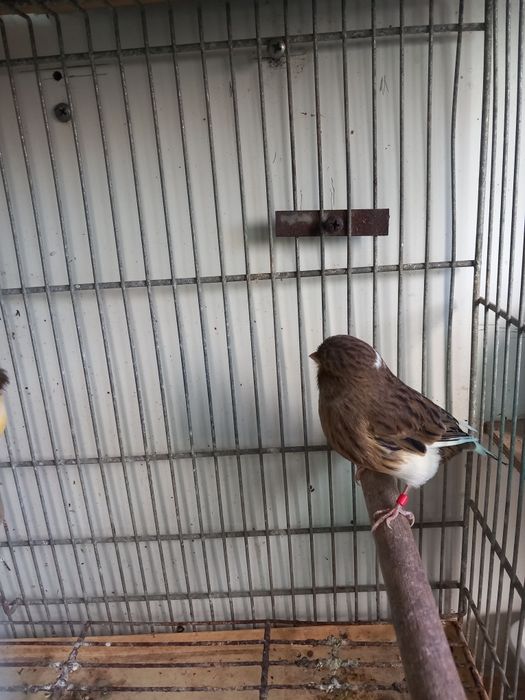 Vendo canários glostas