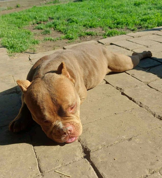 Американські буллі/Дівчата й хлопчики/Покет/Стандарт/Bully