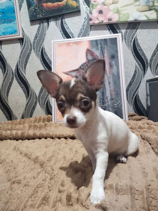 Продам цуценят чіхуашечєк