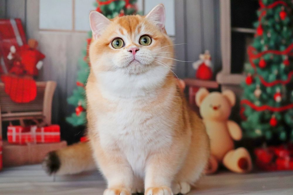 Куинси мальчик золотая шиншилла