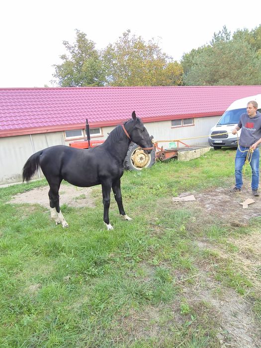 Ogierek rasy śląskiej