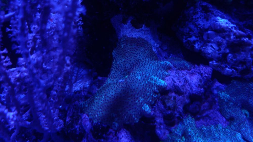 Discosoma Green akwarium morskie