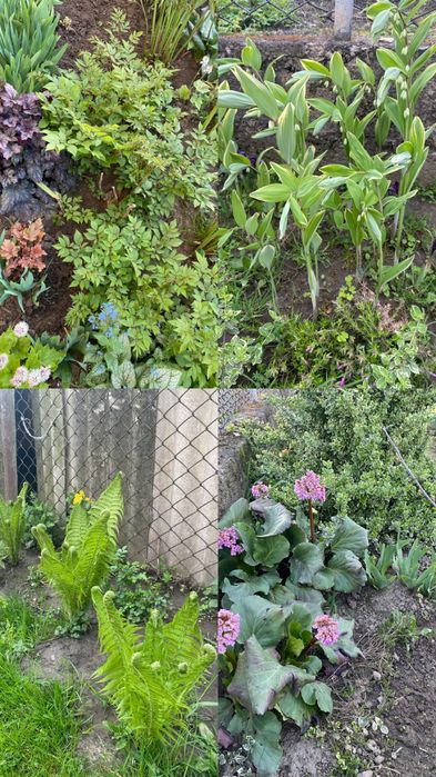 Тіньолюбиві рослини