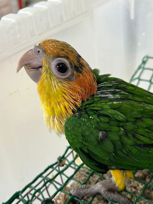 Marianinha Cabeca Canela Calção Amarelo