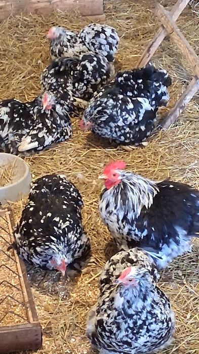 Kochin miniaturka nakrapiany