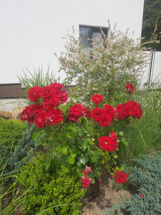 Котедж Гірська Вершина